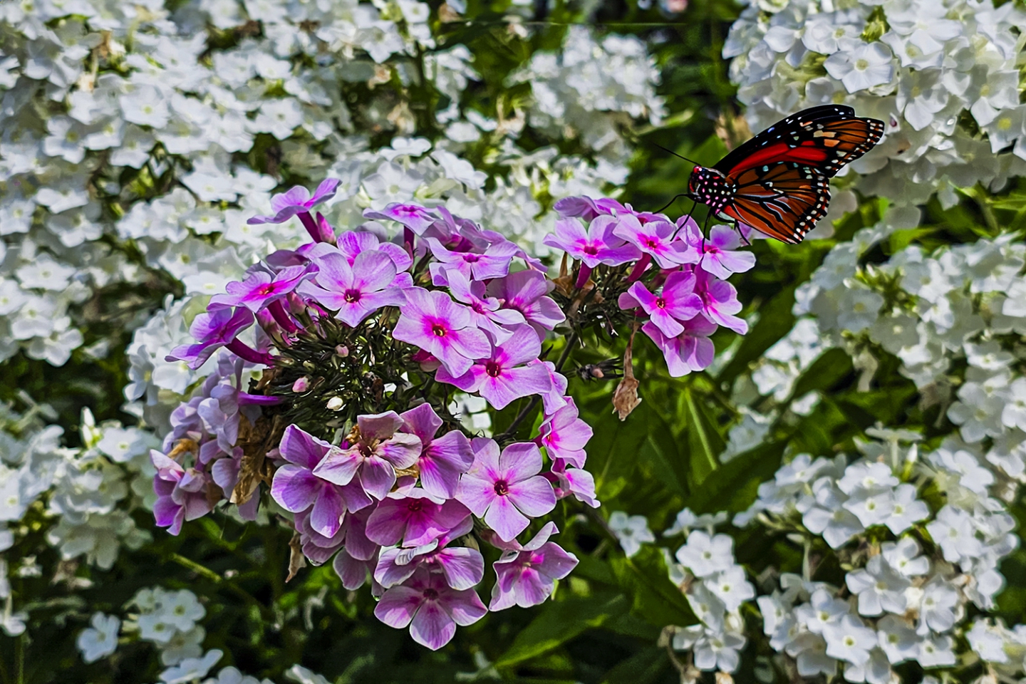 20230715_102229 ����.jpg