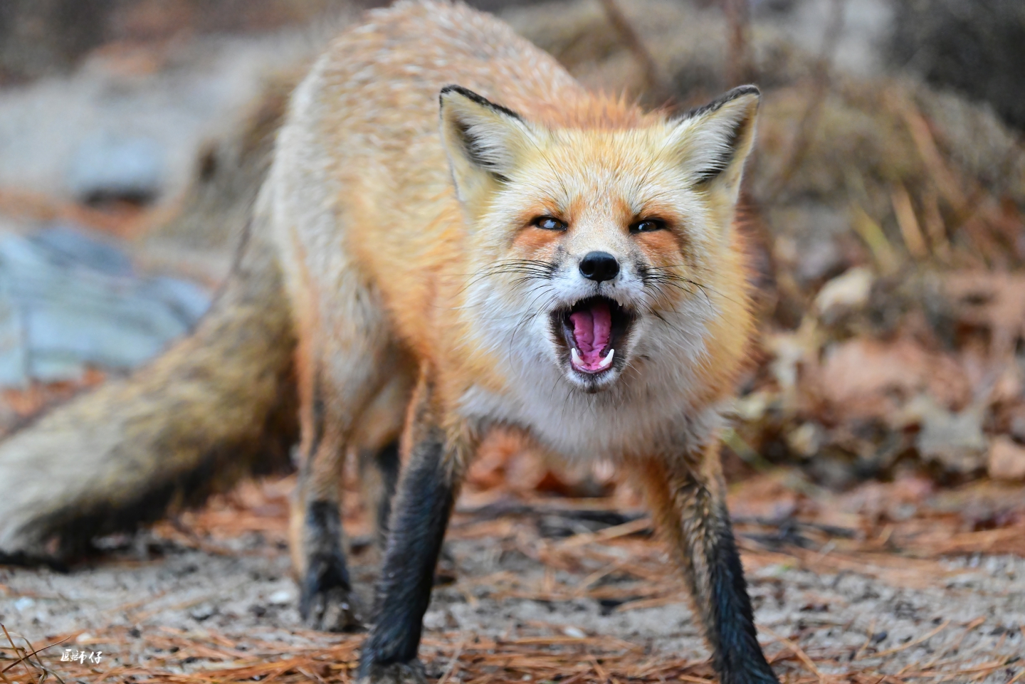 DSC_1967 ����.jpg