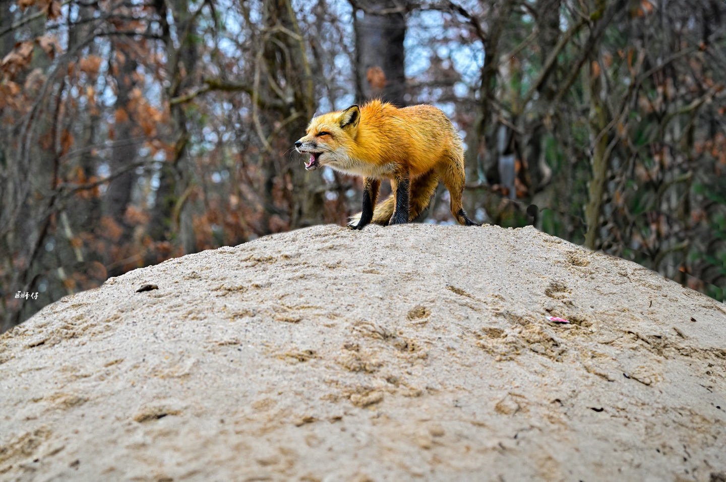 DSC_2120 ����.jpg