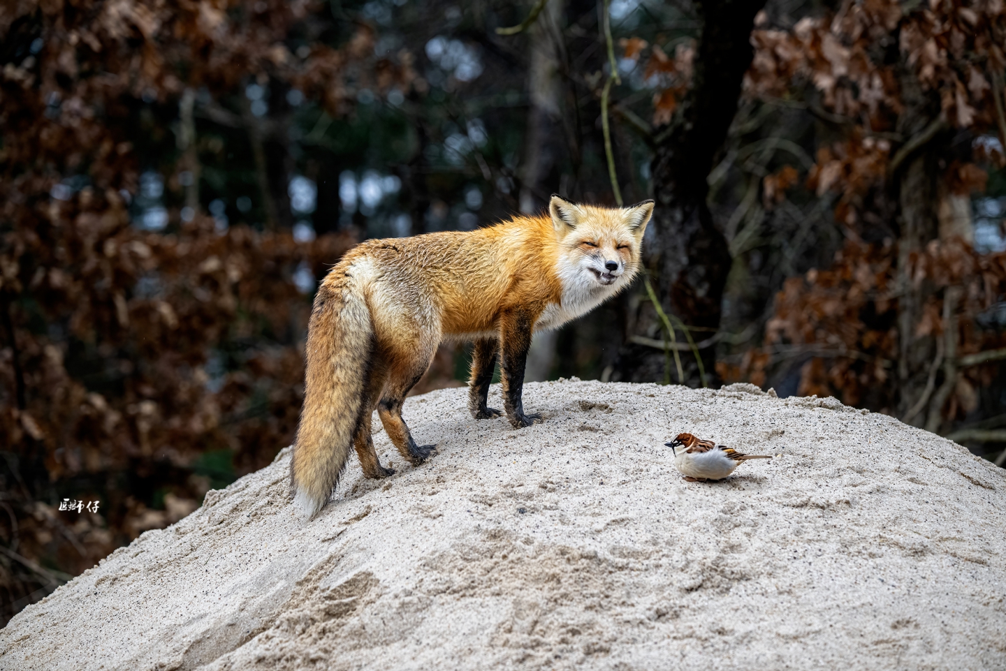 DSC_2168 ����.jpg