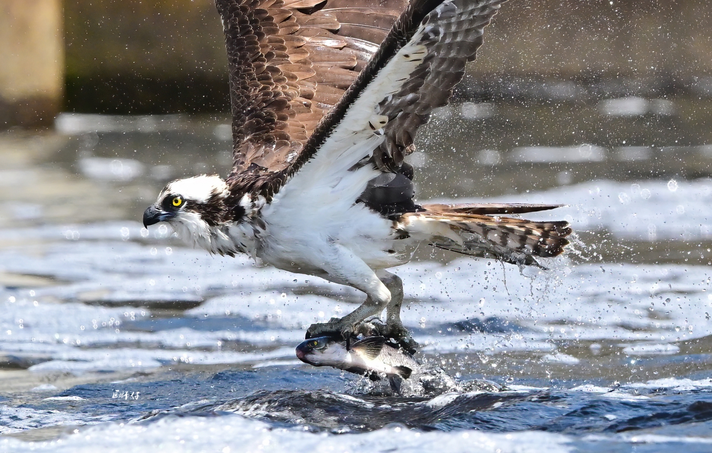 DSC_8582 ����.jpg