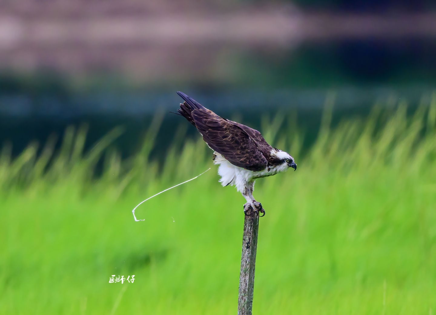 DSC_3482 ����.jpg