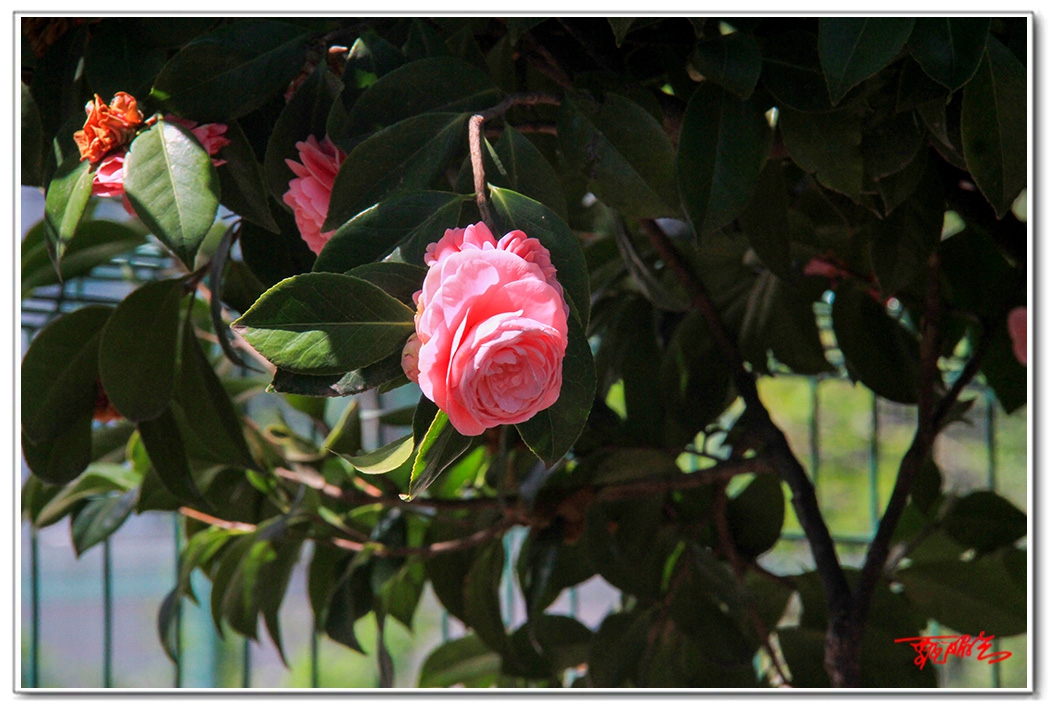 sii20140848.jpg
