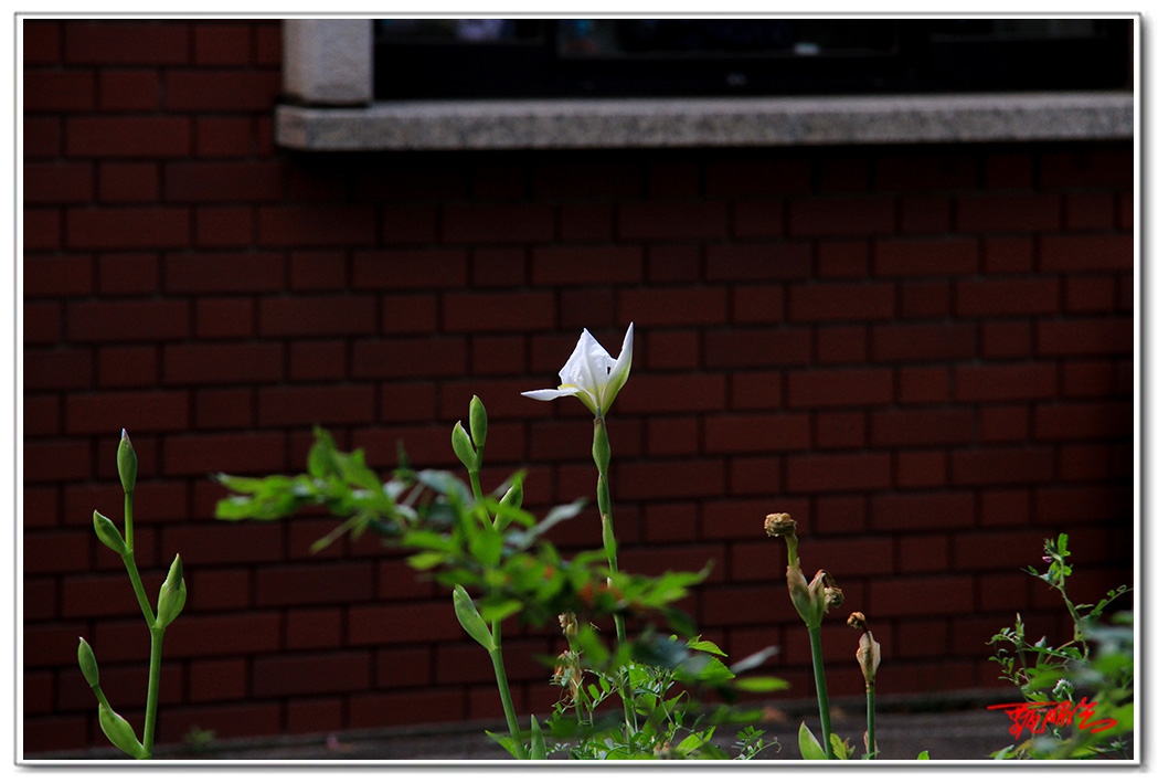 sii20140883.jpg