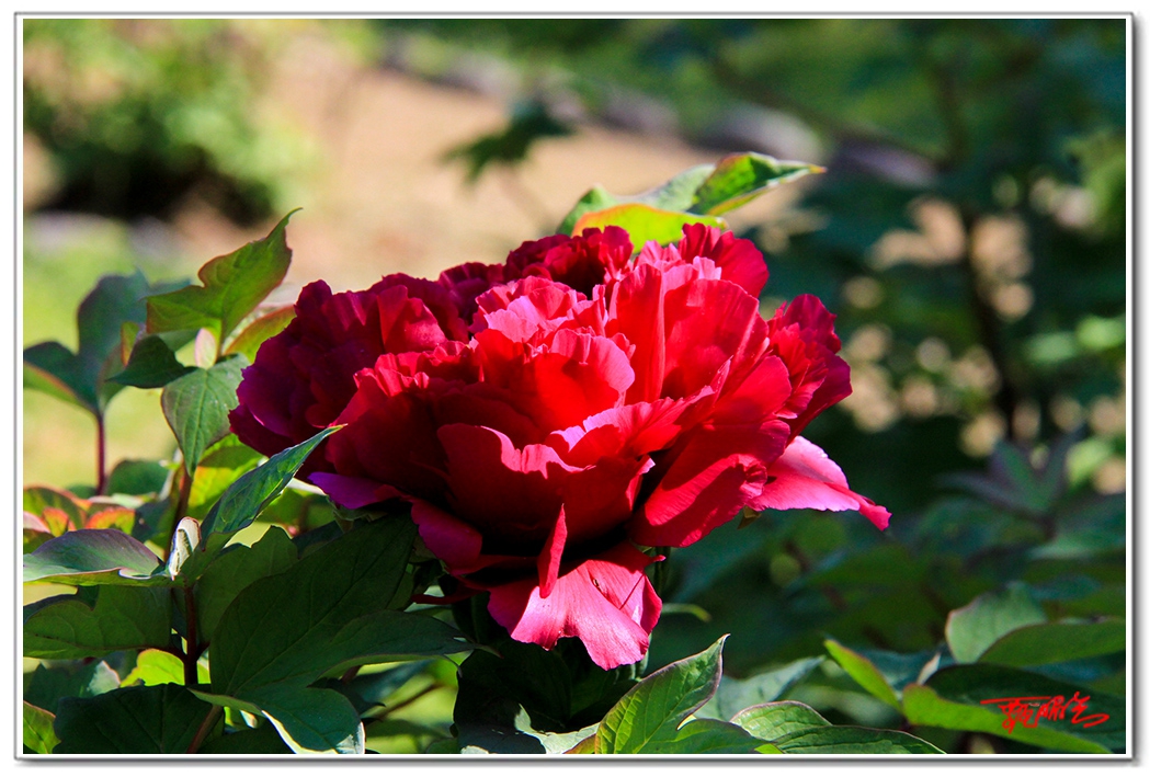 sii20140901.jpg