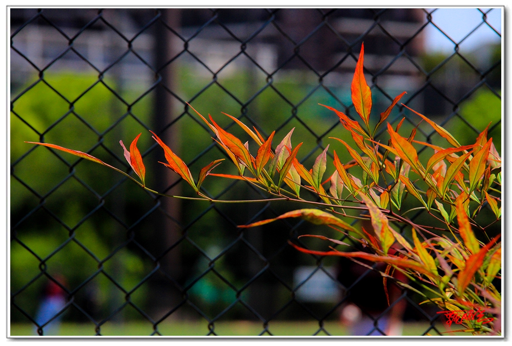 sii20140929.jpg
