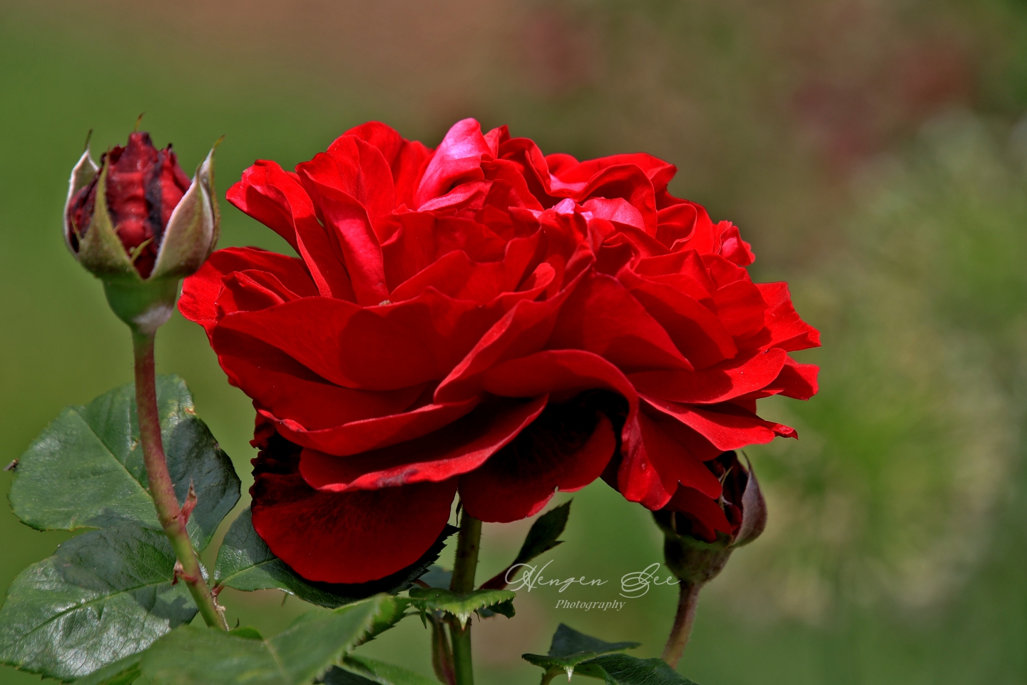 IMG_4752_.jpg