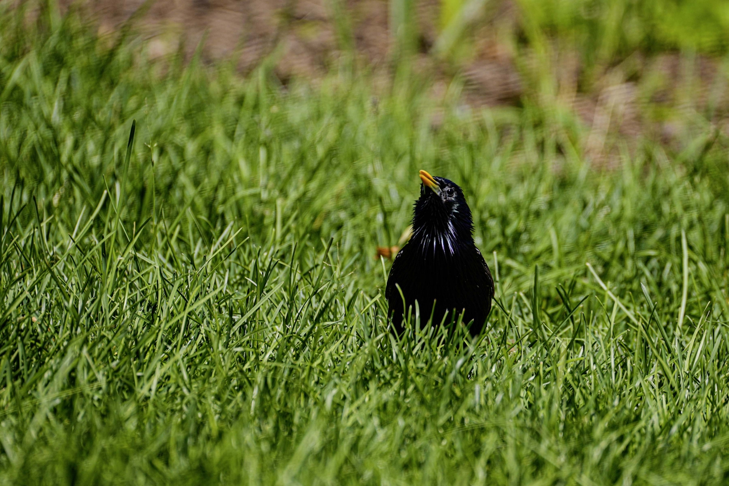 _DSC3227.jpg