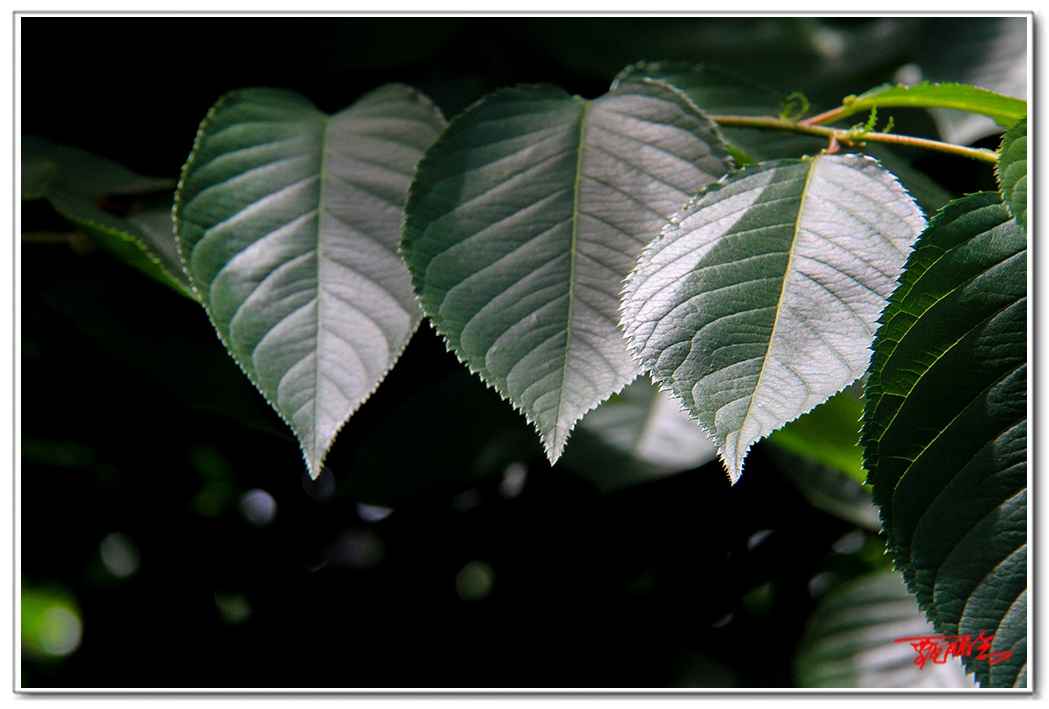 sii2014093887.jpg