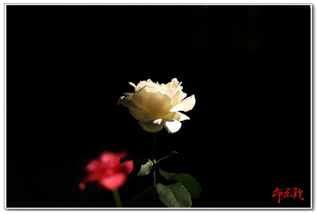 sss006234679.jpg