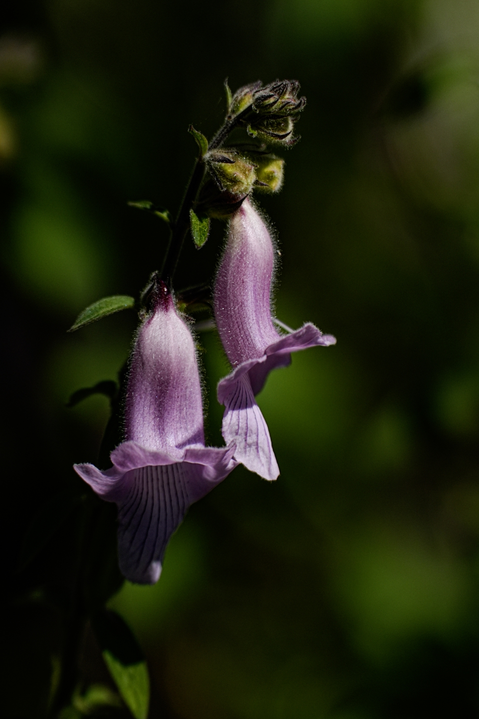 _DSC7067.jpg