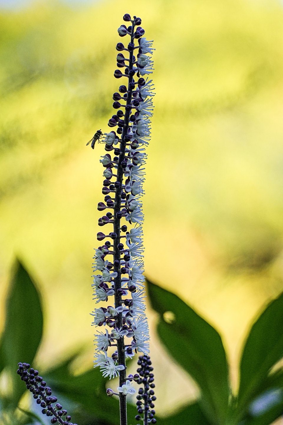 _DSC8044.jpg