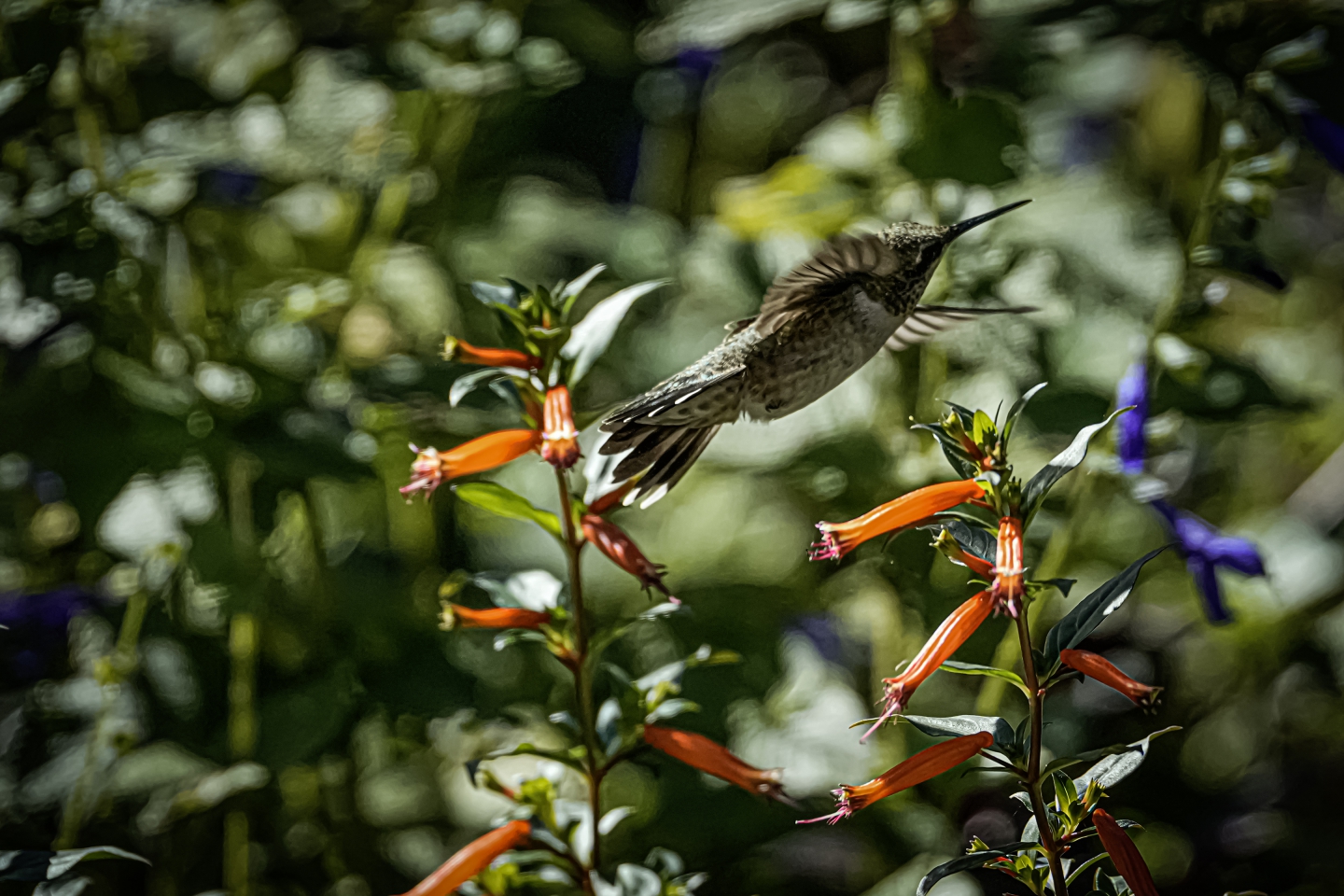 _DSC8796.jpg