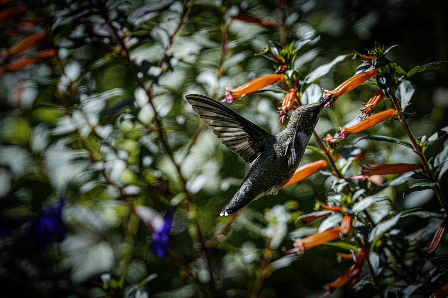 _DSC8799.jpg