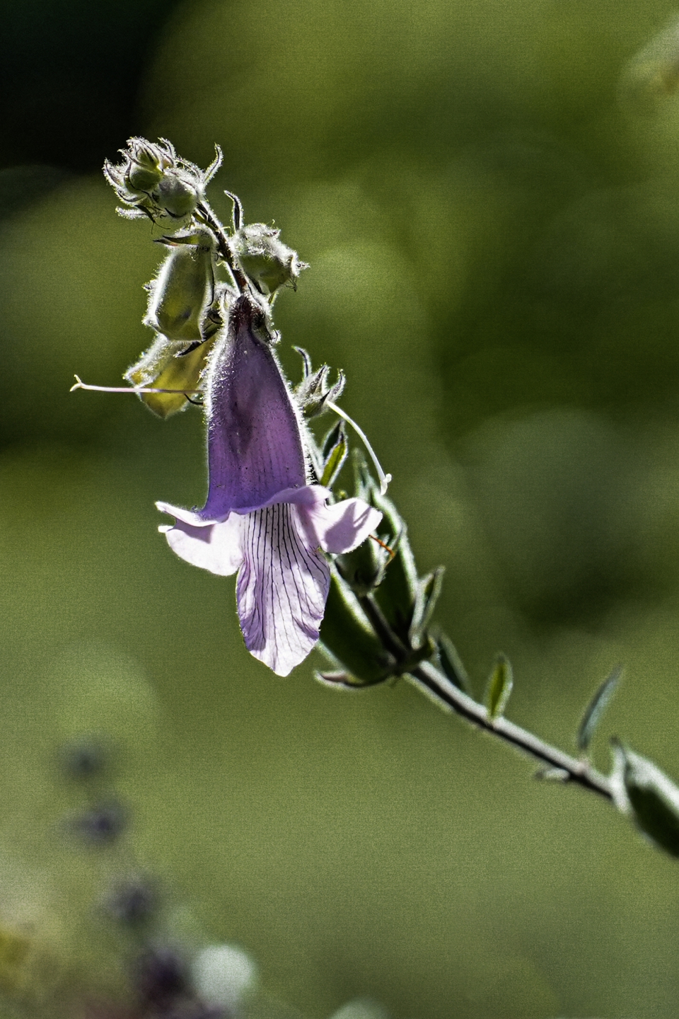 _DSC8118.jpg
