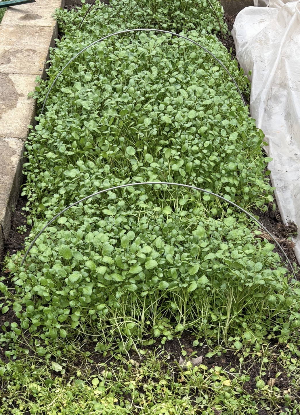 watercress_2025_3.jpg