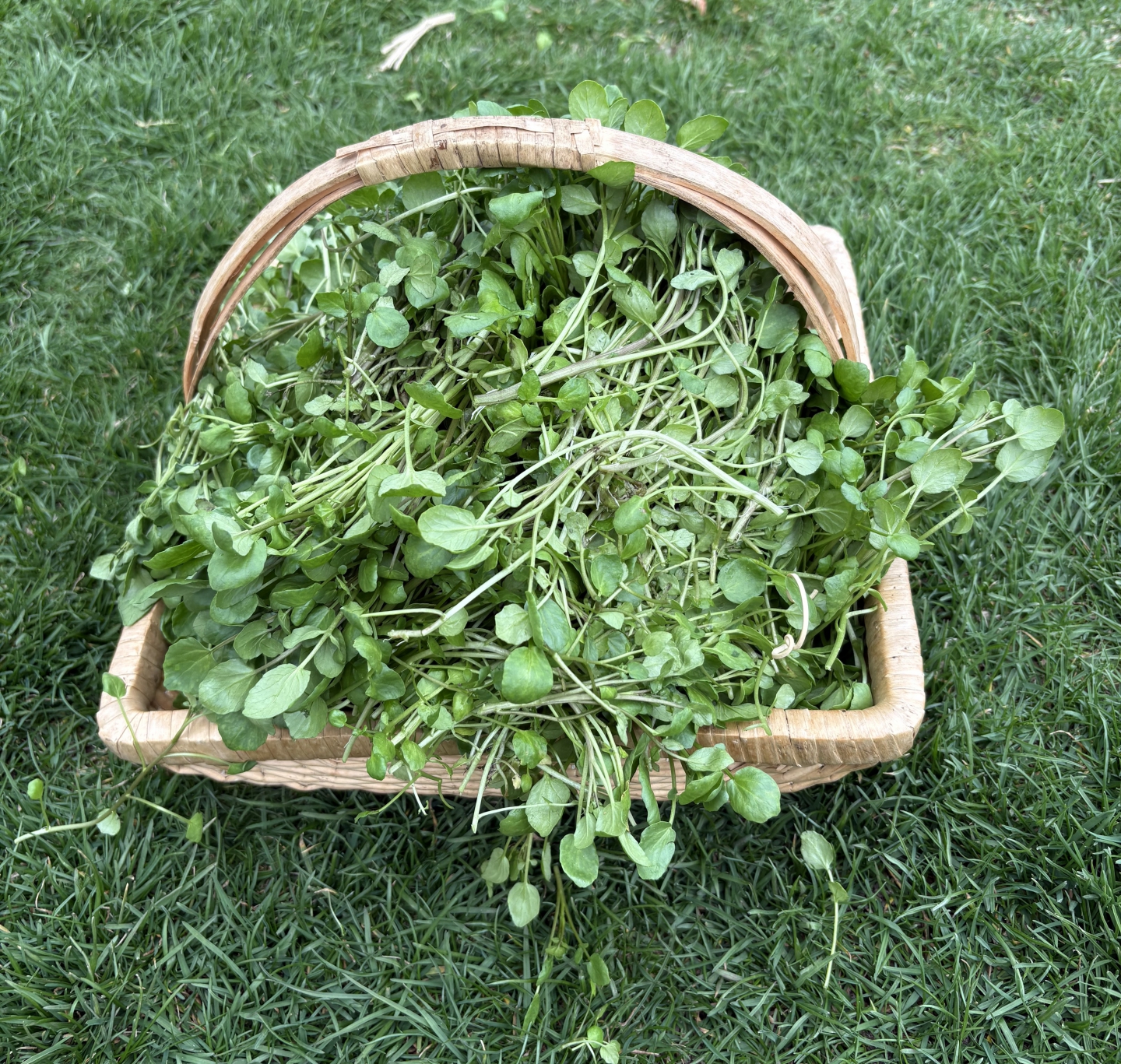 watercress_2025_1.jpeg