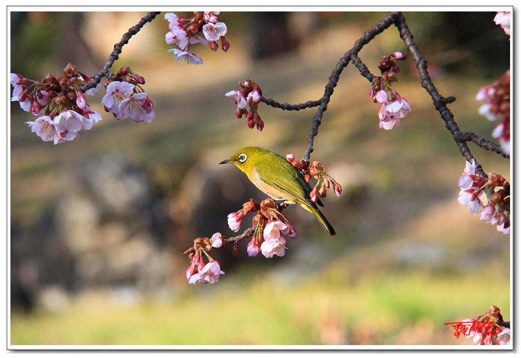 siii01459865.jpg