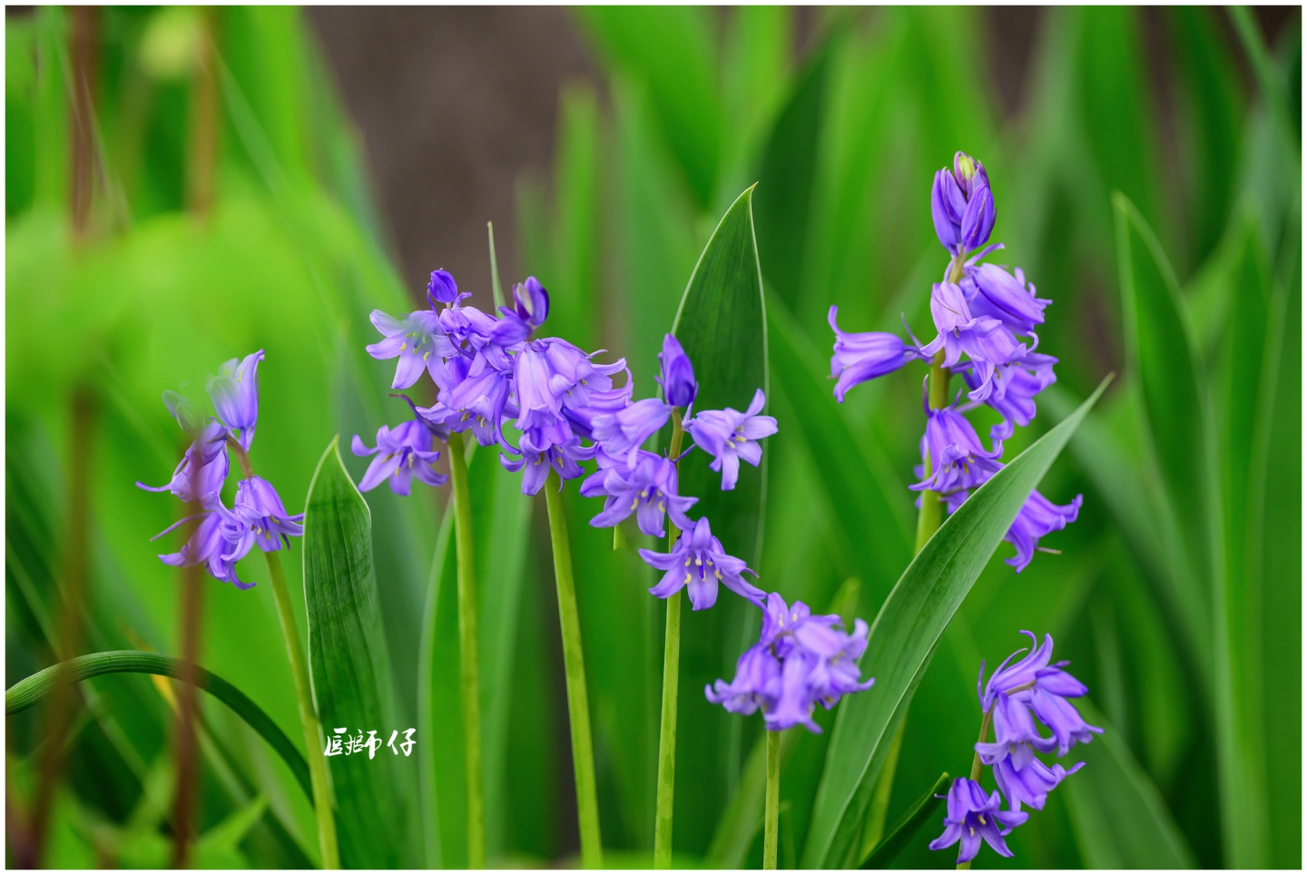 DSC_0201a.jpg