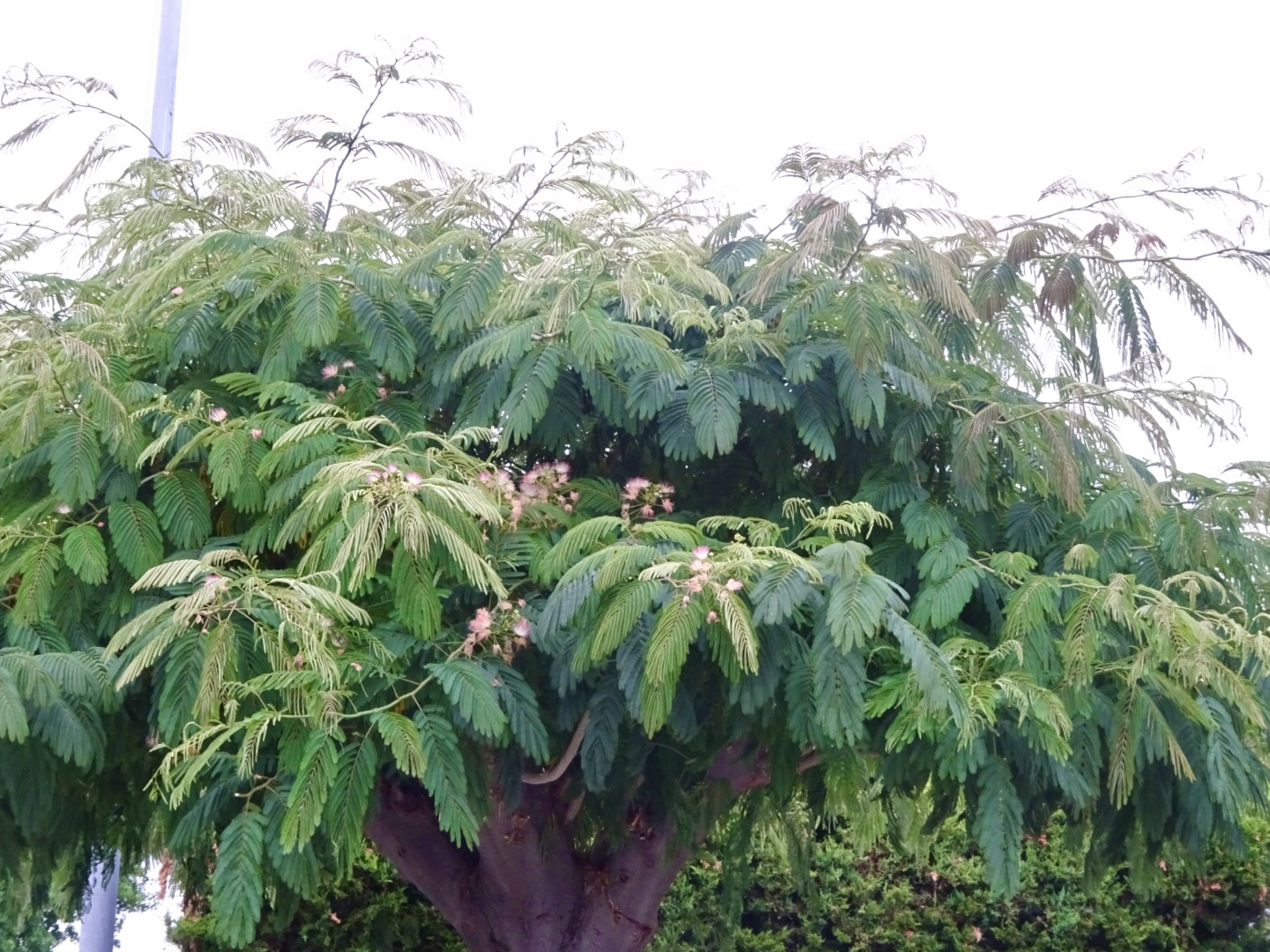DSC08828.jpeg