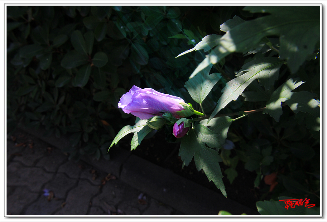 sai000773030.png