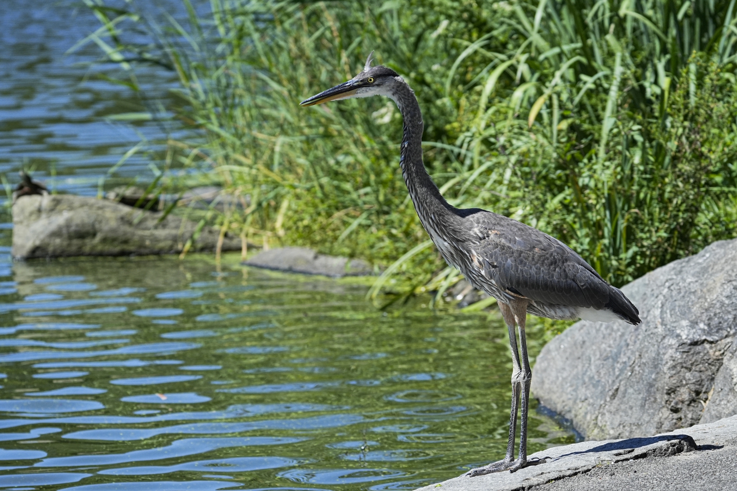 _DSC5334.jpg