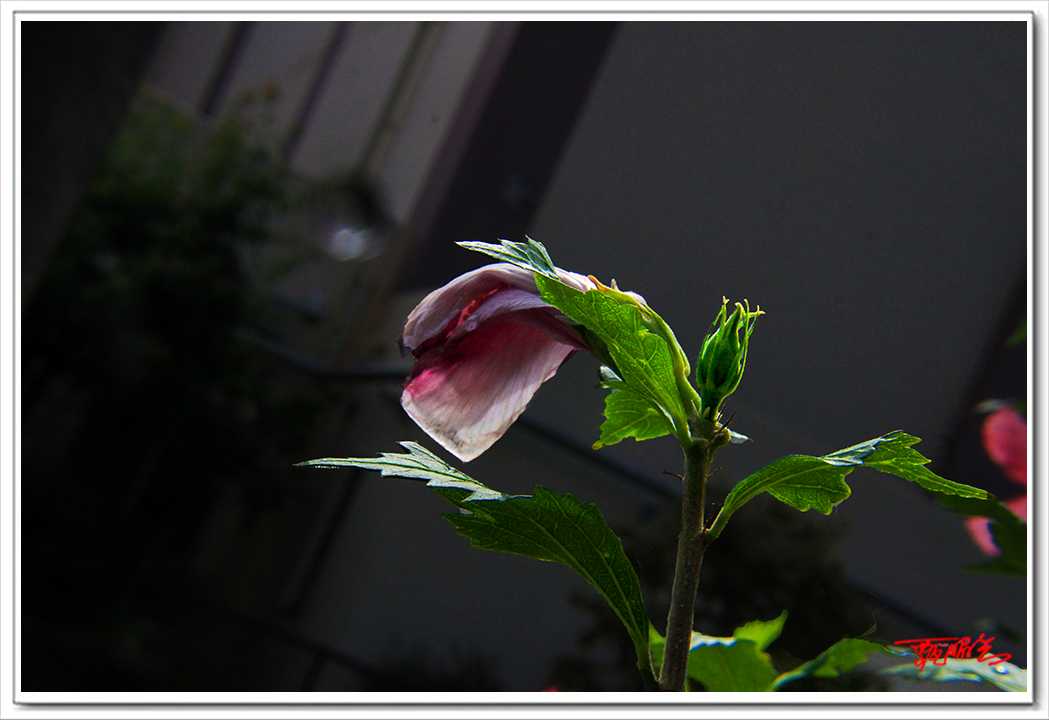 sai0007733073.png