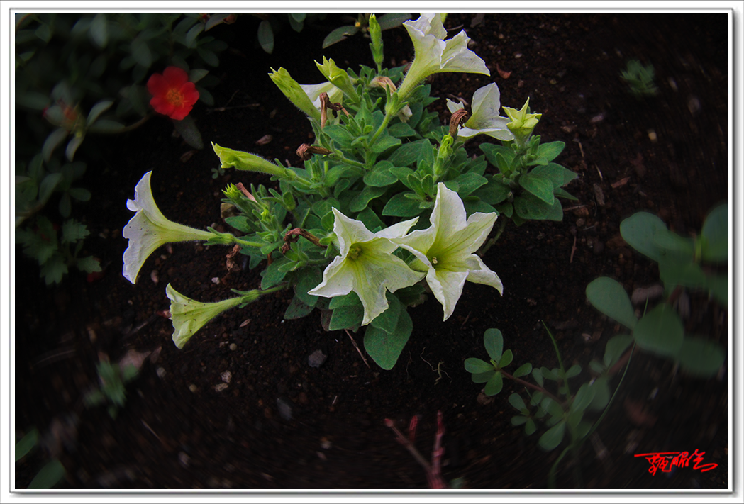 sai000773064.png