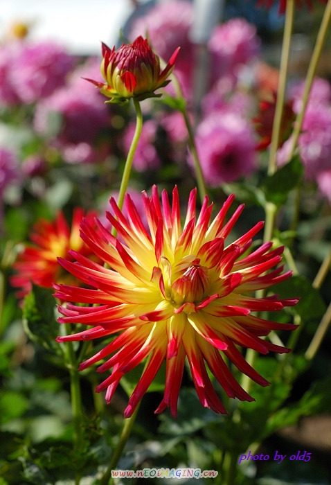 DSC_0033s.jpg