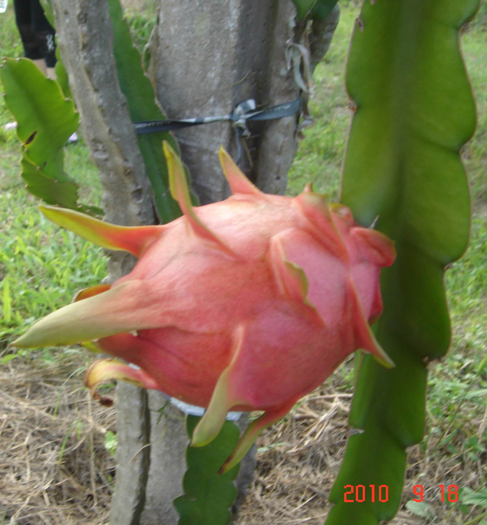 DSC02237.JPG