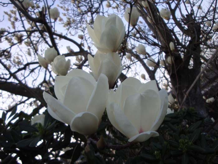 DSC07530 - Copy.JPG