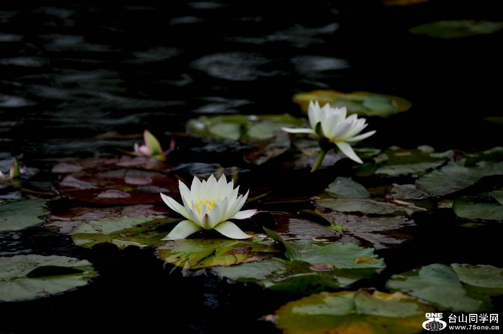 DSC_0406-1.jpg