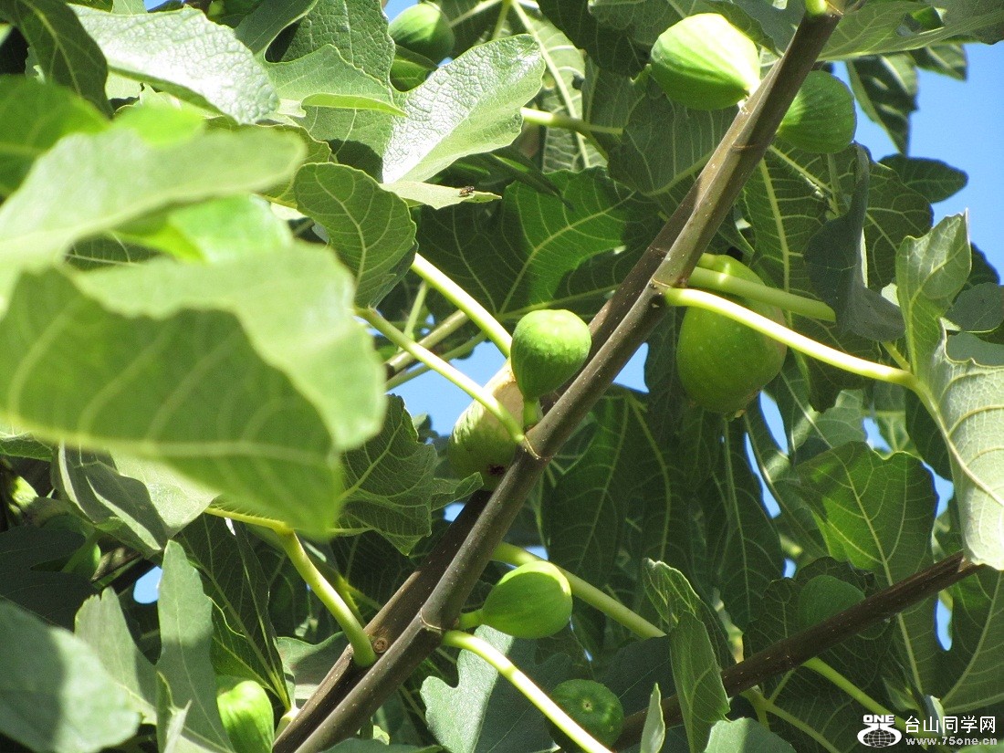 n045.jpg