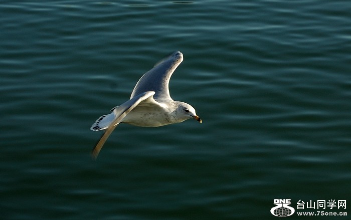 DSC_0036s.jpg