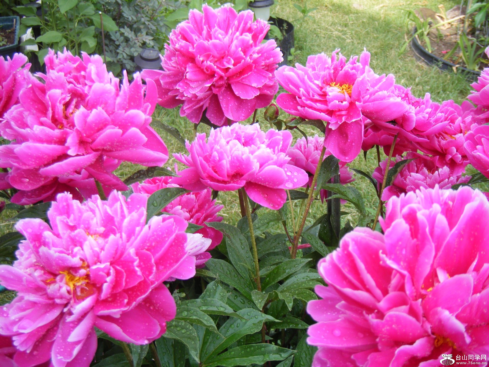 may03 805.jpg