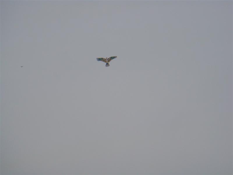 DSC02307 (中等).JPG