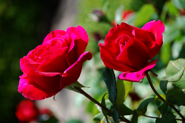 DSC_0411 a.jpg