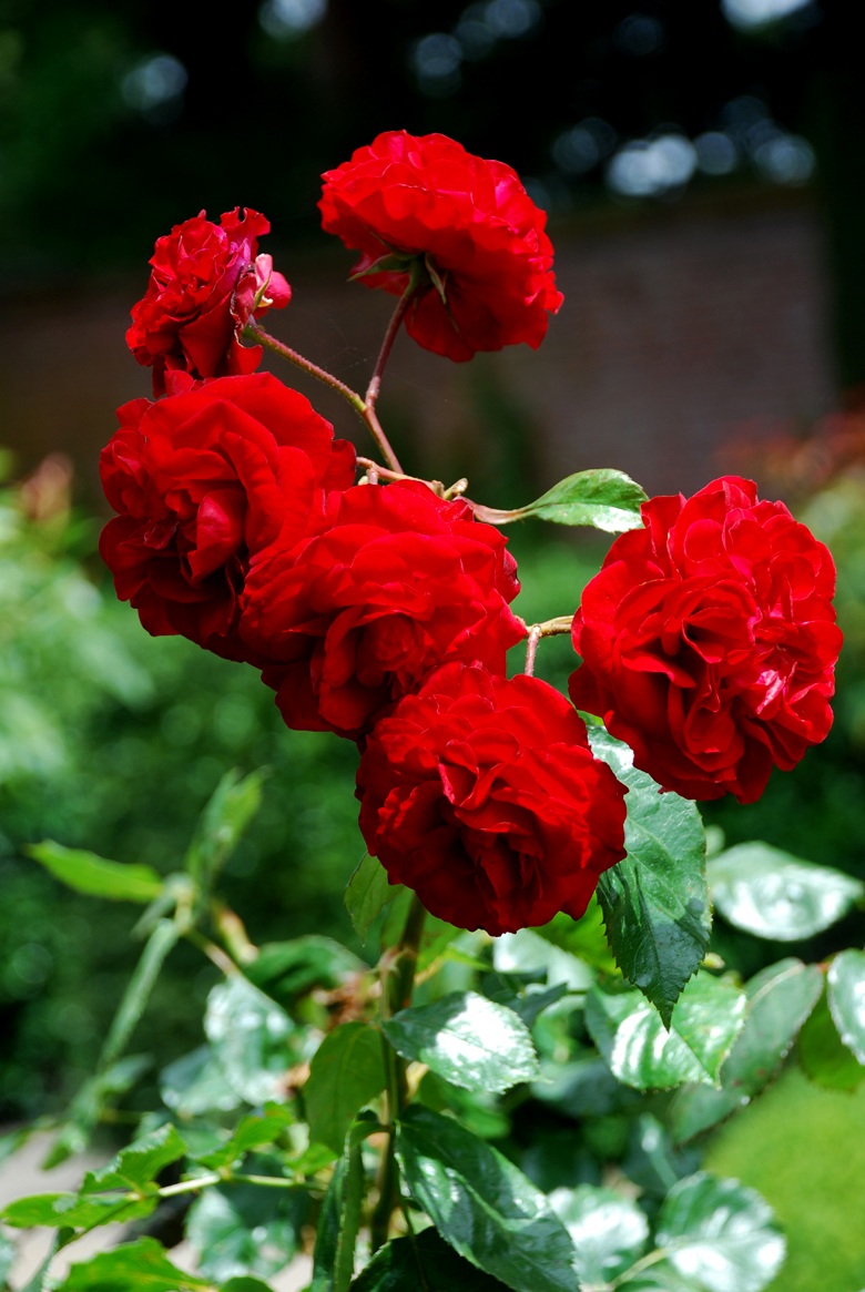 DSC_0051 a.jpg