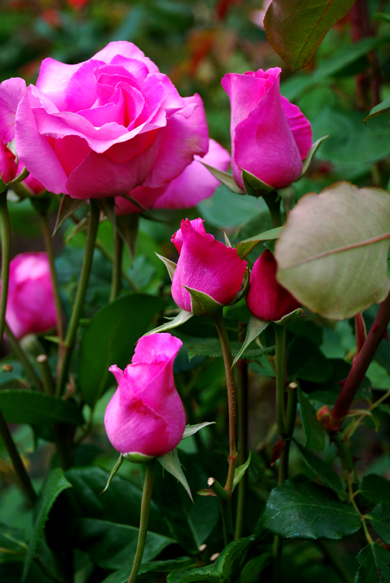 DSC_0086 a.jpg