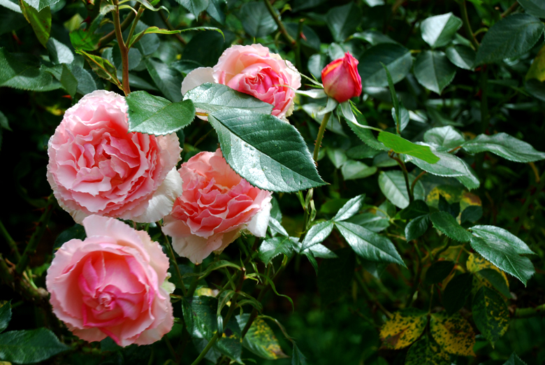 DSC_0016 a.jpg