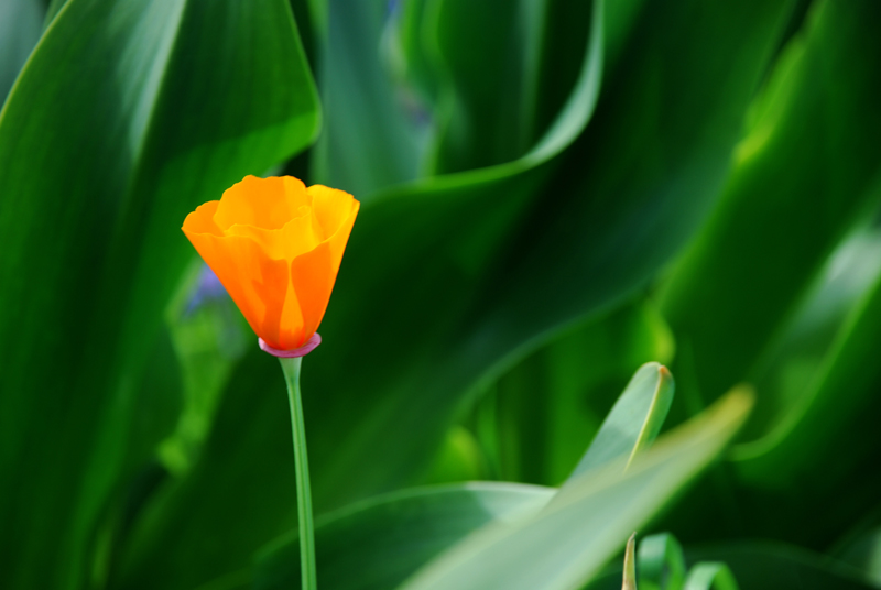 DSC_0055 a.jpg