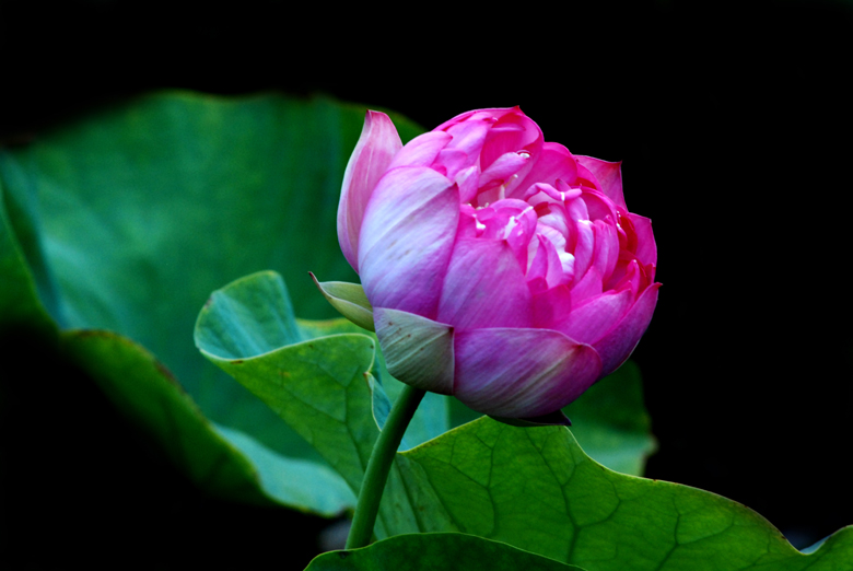 DSC_0083 a.jpg
