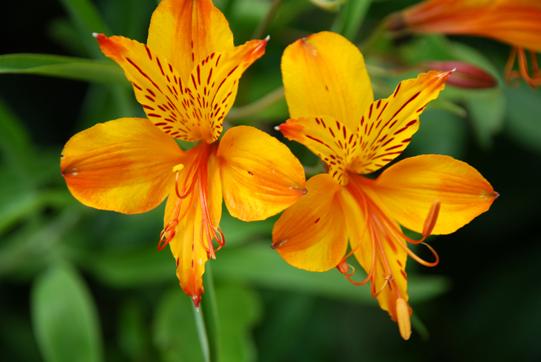 DSC_0557 a.jpg