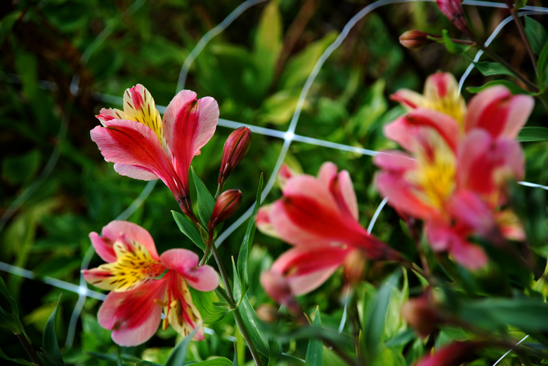 DSC_0551 a.jpg