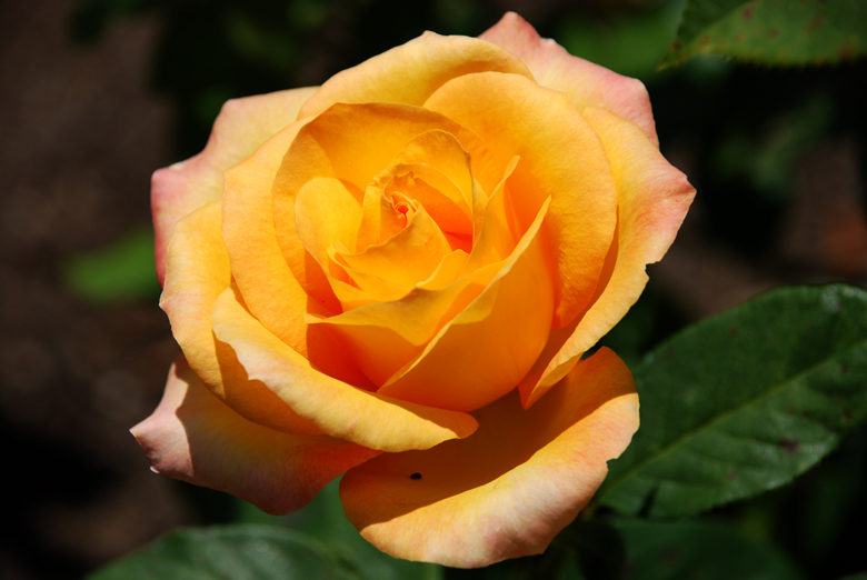 DSC_0358 a.jpg
