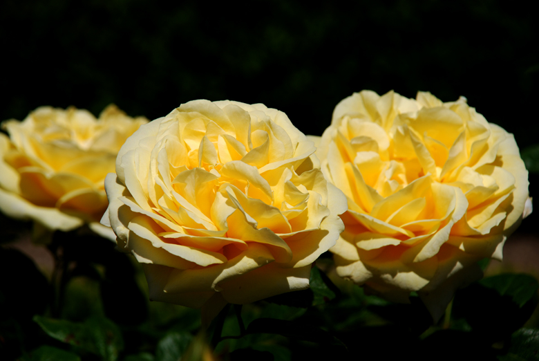 DSC_0375 a.jpg