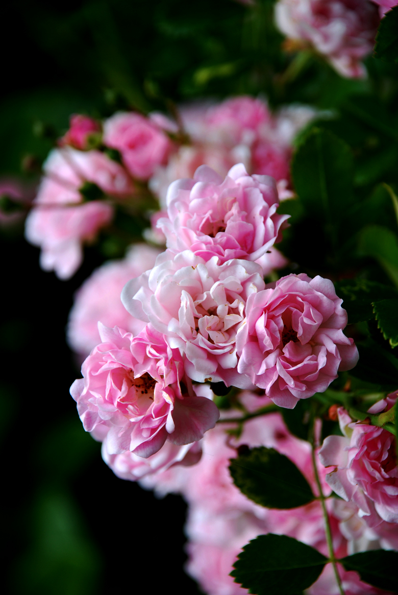 DSC_0052 a.jpg