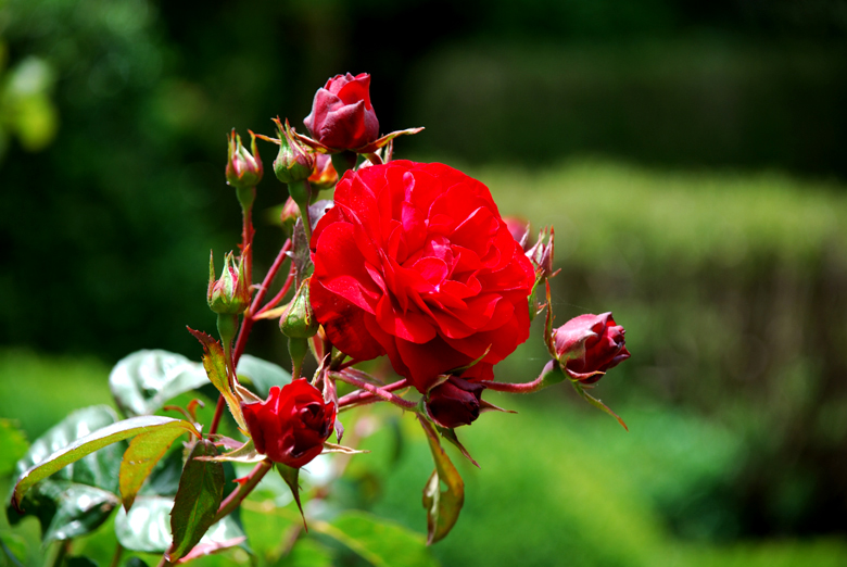 DSC_0020 a.jpg
