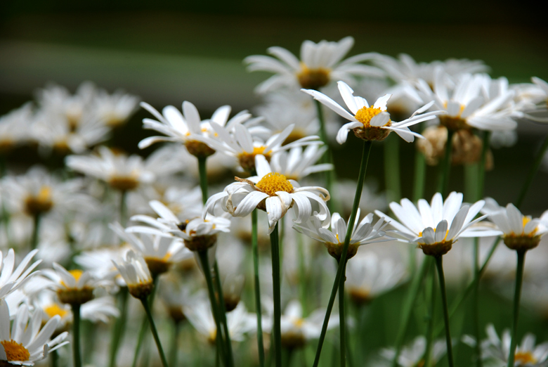 DSC_0005 a.jpg