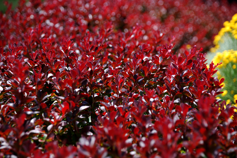 DSC_0499 A.jpg